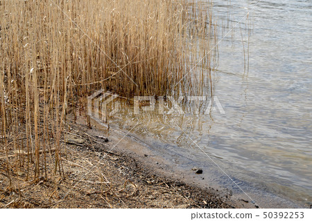 Water reed Water reed 50392253