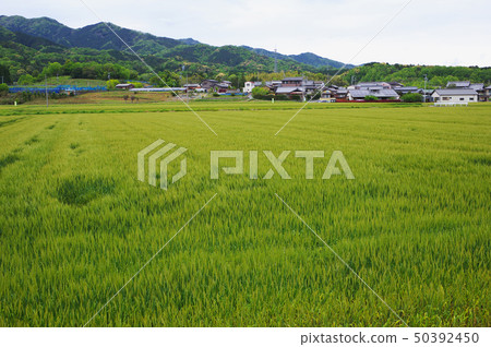 麥田和農村 50392450