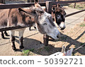 動物園驢，群馬野生動物園 50392721