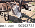 動物園驢，群馬野生動物園 50392722