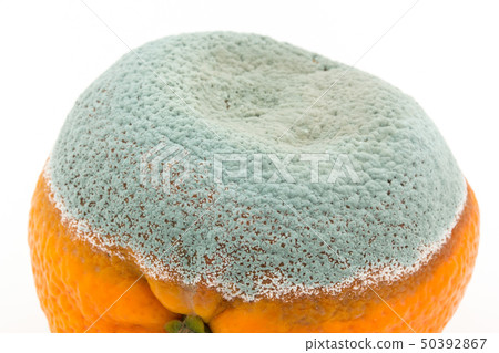 Penicillium Italicam infected with Mandarin oranges Blue mold Blue mold Blue mold Orange 50392867