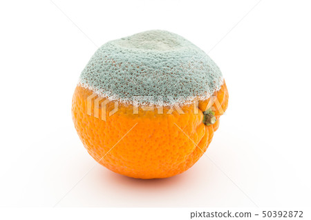 Penicillium Italicam infected with Mandarin oranges Blue mold Blue mold Blue mold Orange Penicillium Italicam infected with Mandarin oranges Blue mold Blue mold Blue mold Orange 50392872