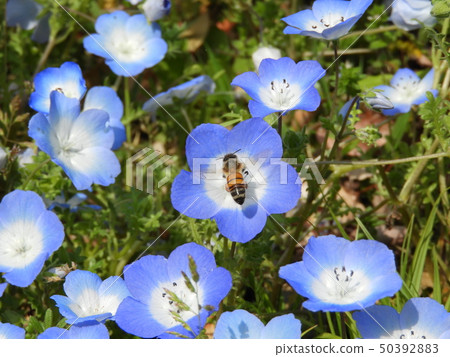 Nemophila bee 2 Nemophila bee 2 50392883