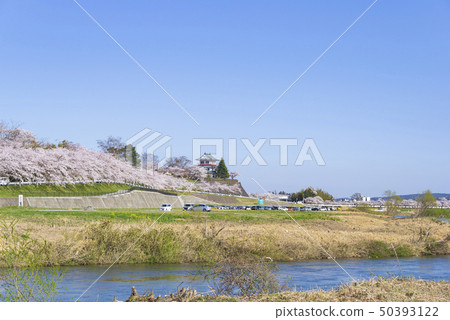 桐谷城堡Egogawa Sakuranamiki Namiki Avenue Namiki Road 2019 桐谷城堡Egogawa Sakuranamiki Namiki Avenue Namiki Road 2019 50393122
