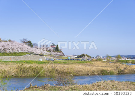 Kiritani Castle Egogawa Sakuranamiki Namiki Avenue Namiki Road 2019 50393123
