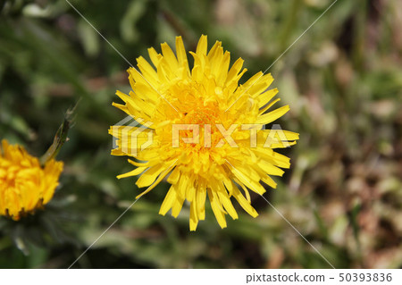 Dandelion flower Dandelion flower 50393836