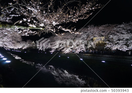 四月櫻花在Chofu 90 Nogawa點亮 50393943