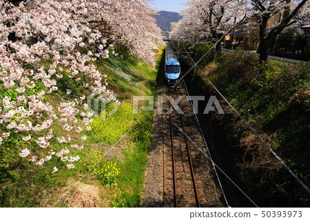April Yamakitacho 56 Yamakita Station row of cherry trees and Gotemba Line Yamakita Sakura Festival 50393973