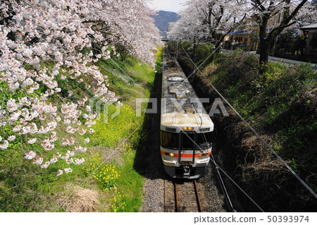 April Cherry blossoms and Gotemba Line of Yamakita-cho 55 Yamakita Station, Yamakita Sakura Festival 50393974