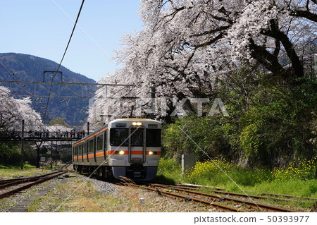 4月Sakurakitaki 52 Yamakita Station Sakuranamiki和Gotenba Line / Yamakita Sakura Festival 50393977