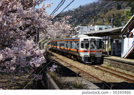 April Yamakitacho 49 Yamakita Station cherry blossoms line and Gotenba Line · Yamakita Sakura Festival 50393980