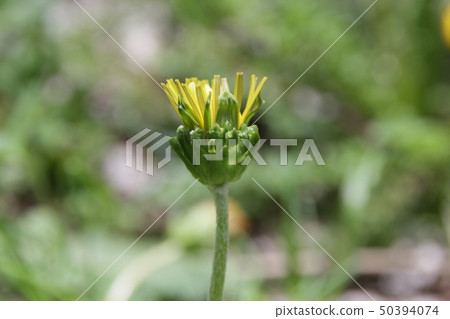 罐裝蒲公英 罐裝蒲公英 50394074