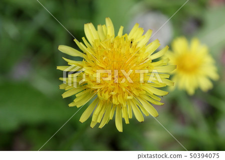 蒲公英蒲公英花 蒲公英蒲公英花 50394075