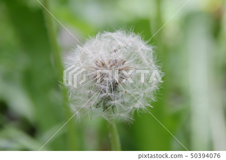 蒲公英的絨毛 蒲公英的絨毛 50394076