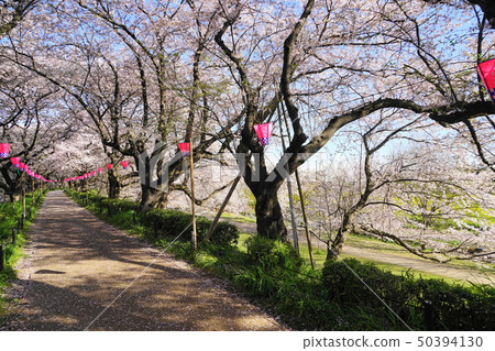 4月Sachie 63 Gonendo Tsutsumi，Sakurazume和油菜田 50394130