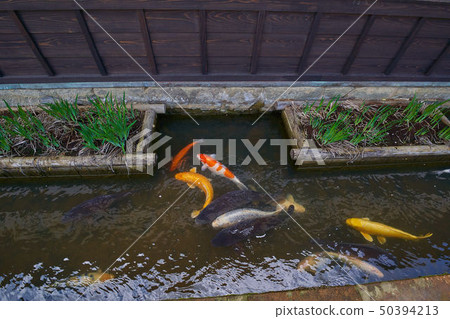 島根的Tsuwano Tonomachi街(San的小京都) 島根的Tsuwano Tonomachi街(San的小京都) 50394213