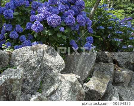 hydrangea hydrangea 50394385
