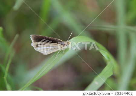 Gin Ichimon dyseri 50394402