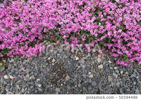 Many Shibakura 50394486