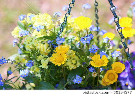 克里斯坦似乎的花 克里斯坦似乎的花 50394577