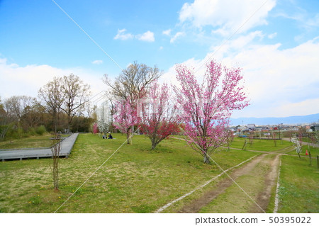 春天公園Hanamomo盛開 春天公園Hanamomo盛開 50395022