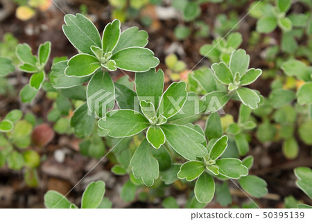 [Plant] isogiku 50395139