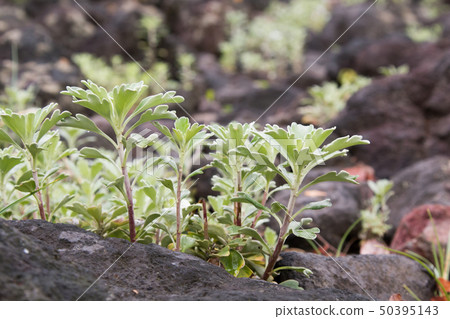 [Plant] isogiku 50395143