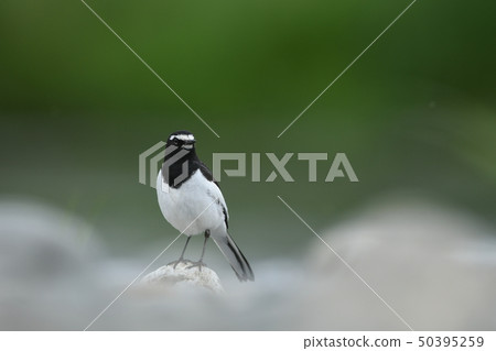 Seguro Sekirei初夏@Tama河 Seguro Sekirei初夏@Tama河 50395259