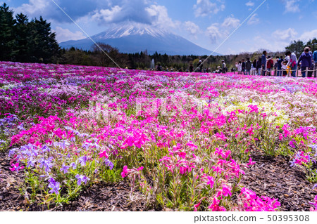 （山梨縣）富士芝麻櫻花節盛開的芝麻櫻花 50395308