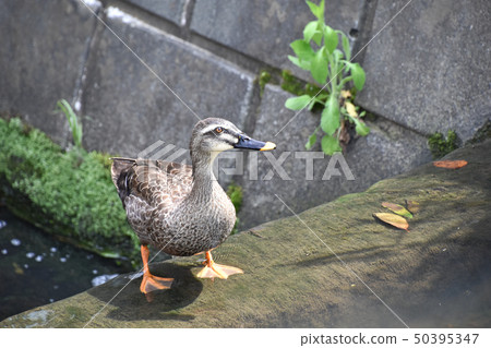 California (light duck) California (light duck) 50395347