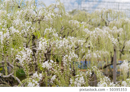 白鳳花園（Ashiga，Tochigi）盛開的Hakuto 50395353