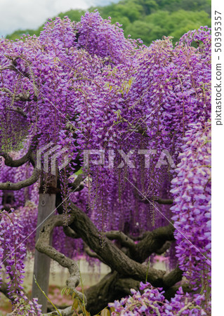 Ofuji,Yaefuji,足利花卉公園(Ashiga,Tochigi) Ofuji,Yaefuji,足利花卉公園(Ashiga,Tochigi) 50395357