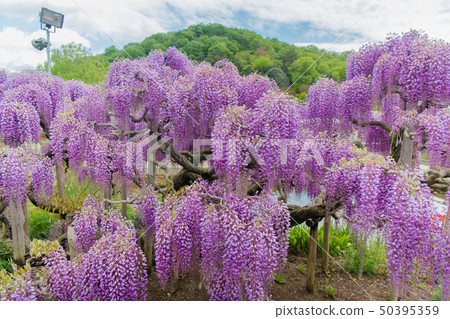 Ofuji, Yaefuji, Ashikaga Flower Park (Ashiga, Tochigi) 50395359