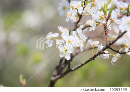 盛開的Smomo花 50395369