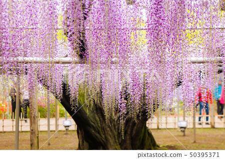 Ofuji,Yaefuji,足利花卉公園(Ashiga,Tochigi) Ofuji,Yaefuji,足利花卉公園(Ashiga,Tochigi) 50395371