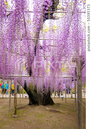 Ofuji,Yaefuji,足利花卉公園(Ashiga,Tochigi) Ofuji,Yaefuji,足利花卉公園(Ashiga,Tochigi) 50395373