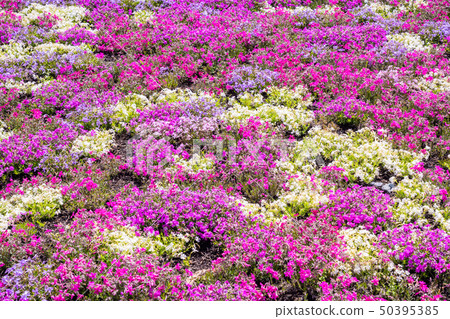 (Yamanashi Prefecture) Fuji Shiba Sakura Festival Shiba Sakura in full bloom (Yamanashi Prefecture) Fuji Shiba Sakura Festival Shiba Sakura in full bloom 50395385