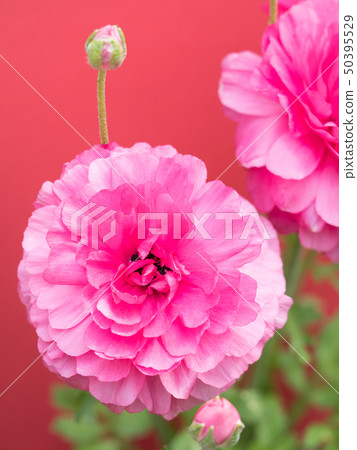 銀蓮花屬的花 50395529