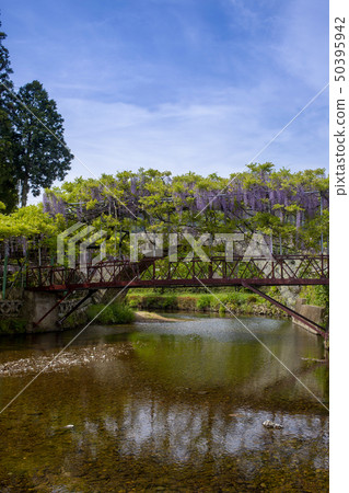 Nishikanta神社的紫藤 50395942