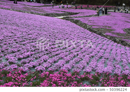 長澤寺Shibakura 50396224