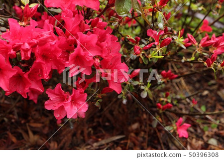 紅色的花朵 紅色的花朵 50396308
