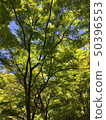 藍葉 50396553