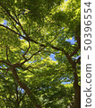 鮮綠色 50396554