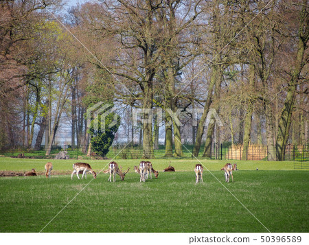Many deers in the park Many deers in the park 50396589