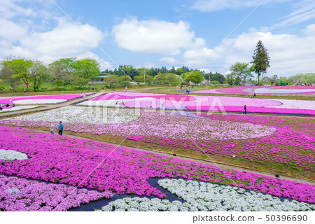 羊山公園的福祿考 50396690