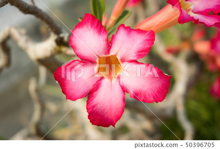 Azalea Flower or Pink Flower Background Center Azalea Flower or Pink Flower Background Center 50396705
