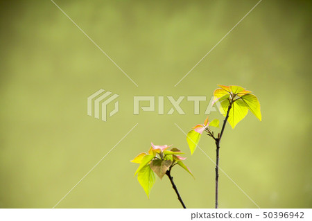 Buds of red-beaked redwood 50396942