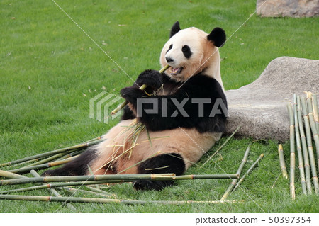 Adventure World Panda Adventure World Panda 50397354