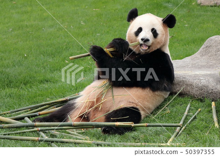 Adventure World Panda Adventure World Panda 50397355