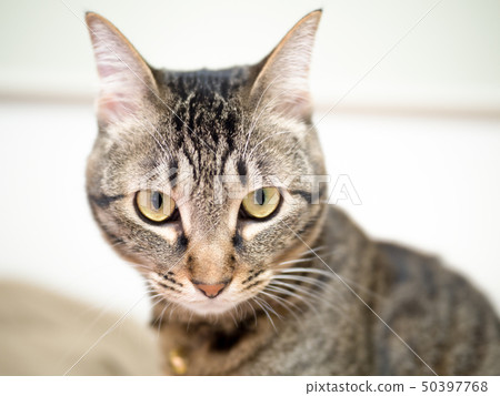 Pheasant cat 50397768